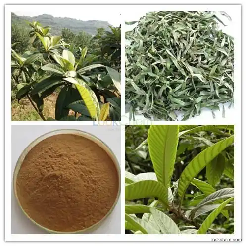 High quality Loquat leaf Extract Powder, Ursolic Acid 25%-98%