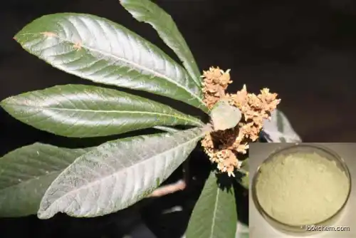 Factory supply Loquat leaf Extract Powder, Ursolic Acid 25%-98%