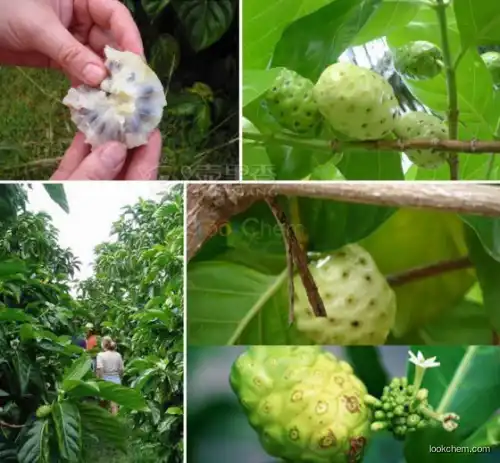 100% pure natural Noni fruit extract Polysaccharide /Morinda citrifolia Linn extract powder