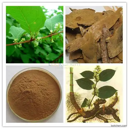 High quality Morinda officinalis extract,Bacopin extract