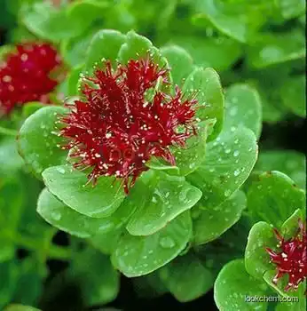 High quality Rhodiola rosea extract 1% Rhodiola glucoside