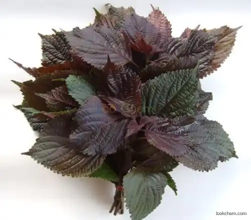 High quality Perilla Leaf Extract/Folium Perillae Extract