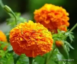 Lutein   5%-40%  calendula extract   // marigold flower extract