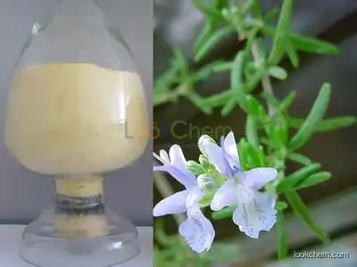 100% pure natural Rosemary Extract Carnosic Acid/ Rosmarinic Acid