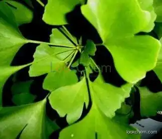 Ginkgo Biloba Extract