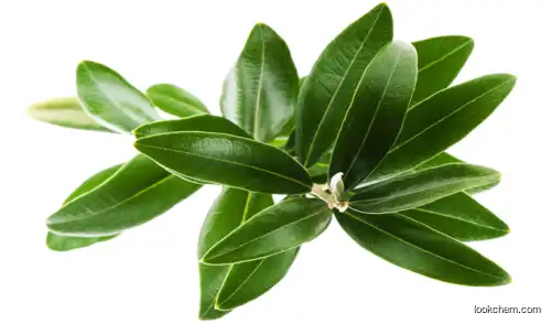 Olive Leaf Extract