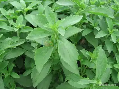 Stevia Leaf Extract, Rebaudioside A,Stevioside