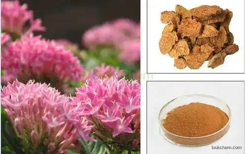 Rhodiola Rosea Extract