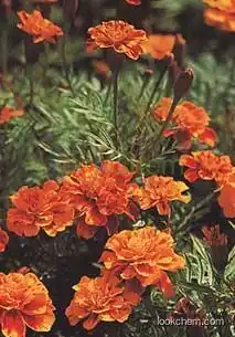Natural Marigold Extract with Lutein (CAS No 127-40-2)(127-40-2)