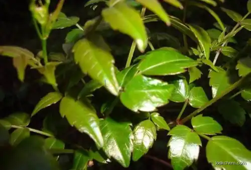Vine Tea Extract De-bitterness Dihydromyricetin 98% for Hangover