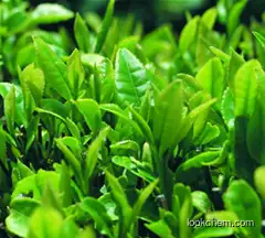 Green Tea Extract Tea Polyphenols(84650-60-2)