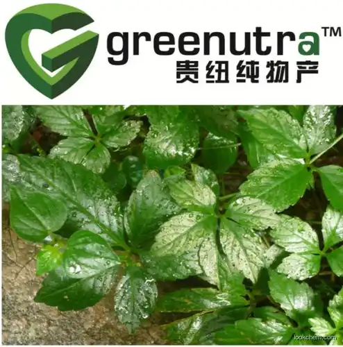 Best Selling Gynostemma extract,100% pure Gynostemma extract,Manufacturer Supply Gynostemma extract