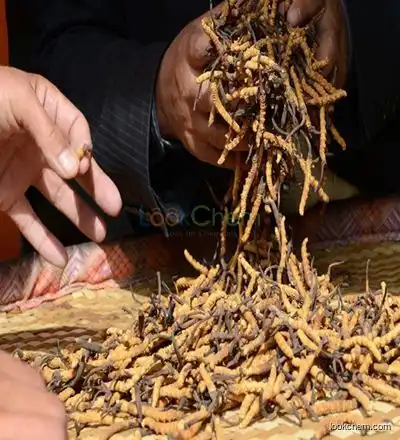 Organic Cordyceps Sinensis Extract