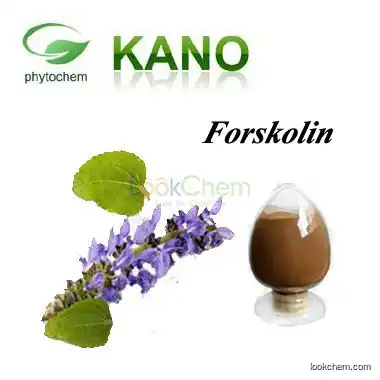 Pure Natural Coleus Forskohlii Extract 10%,20% Forskolin Supplier