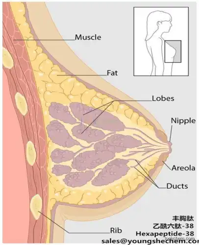 Acetyl Hexapeptide-38 /1400634-44-7 for breast care
