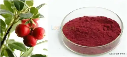 GMP factory 100% Natural Cranberry Extract 5%-40% Proanthocyanidins