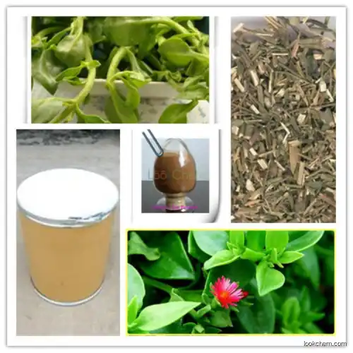 ISO Manufacturer price Andrographolide andrographis paniculata extract