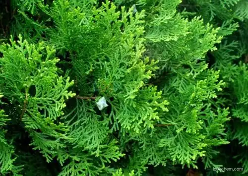 THUJA ORIENTALIS EXTRACT