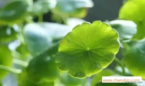 Gotu Kola Extract  Centella Asiatica Extract madecassoside Asiaticosides Madecassic Acid Asiatic acid