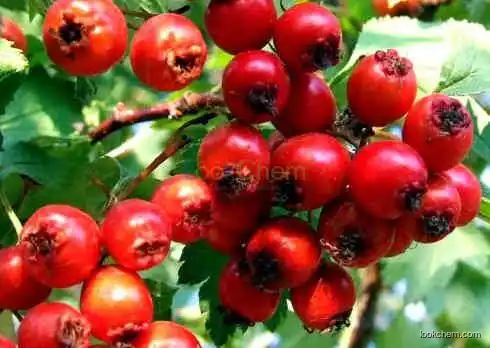 Rose hip extract polyphenols 10% VC5%~20%
