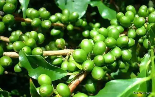 ISO Halal Factory 100% natural Green Coffee Bean Extract Powder green coffee bean p.e