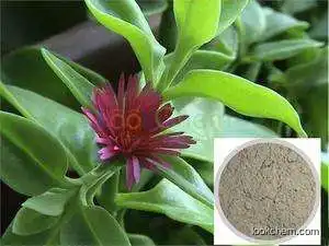 Manufacturer supply Pure 99% Andrographolide Andrographis Paniculata Extract Andrographis Paniculata P.E.