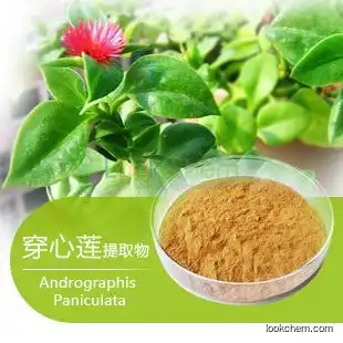 Manufacturer supply Pure 99% Andrographolide Andrographis Paniculata Extract Andrographis Paniculata P.E.