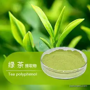 Manufacturer Wholesale price organic green tea extract 98% Polyphenols 98% EGCG 80% Catechins