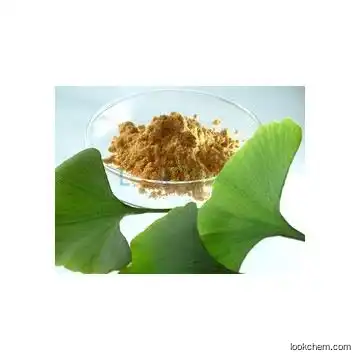 high quality Folium Ginkgo Leaf extract/ Gingko biloba Leaf P.E /Ginkgo Biloba Powder