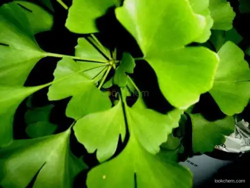 China factory 100% herbal Ginko flavones Terpenlactone Ginkgo biloba leaves Extract