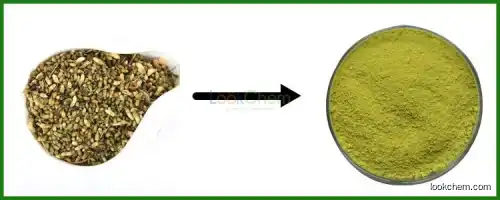 High quality pure natural sophora japonica extract with 98% quercetin powder