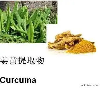 Halal supplier pure natural organic extract turmeric 95% 98% curcumin