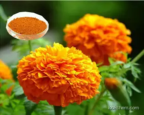 GMP High Purity marigold extract Lutein and Zeaxanthin Powder UV/HPLC 5%-90%