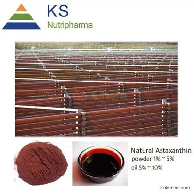 100% top quality Haematococcus Pluvialis Extract Natural Astaxanthin / Astaxanthin oil
