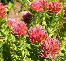 Rhodiola Rosae Extract