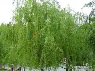 High quality white willow bark extract 15%-98%
