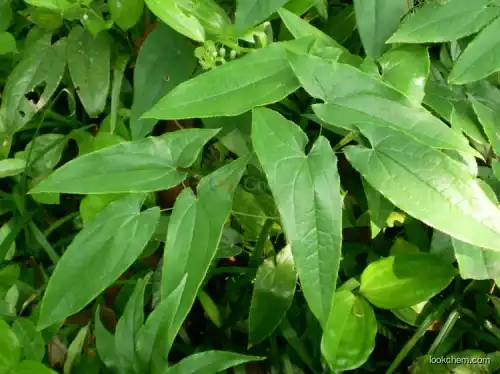 Factory Quality Epimedium Extract(Icariin)