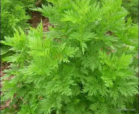 Natural sweet wormwood Artemisia carvifolia Extract 98% Artemisinin