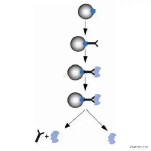 DNA RNA extration protein purification Impeticbead amino IMB carboxyl magnetic beads (-COOH/-NH2)