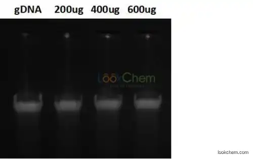 DNA RNA extration protein purification Impeticbead amino IMB carboxyl magnetic beads (-COOH/-NH2)