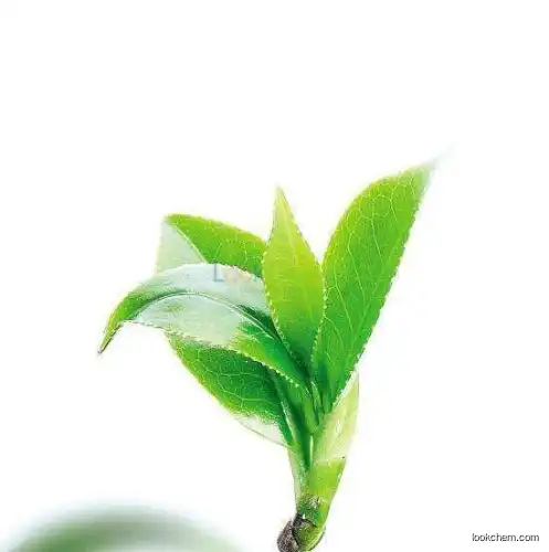 100% Natural Green tea extract Epicatechin(EC) L-Epicatechin CAS:490-46-0