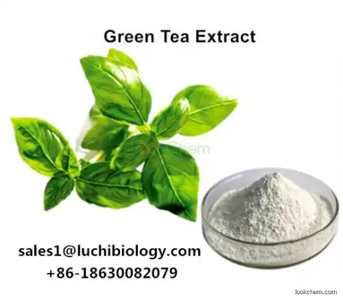 Natural White EGCG Powder Green Tea Extract Epicatechin 989-51-5