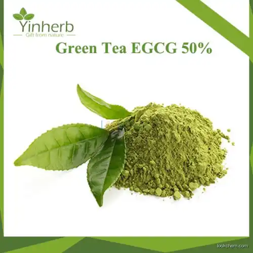Green Tea Extract with 98% Polyphenols 98% EGCG