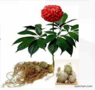 panax notoginseng leaves