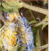 Scutellarin