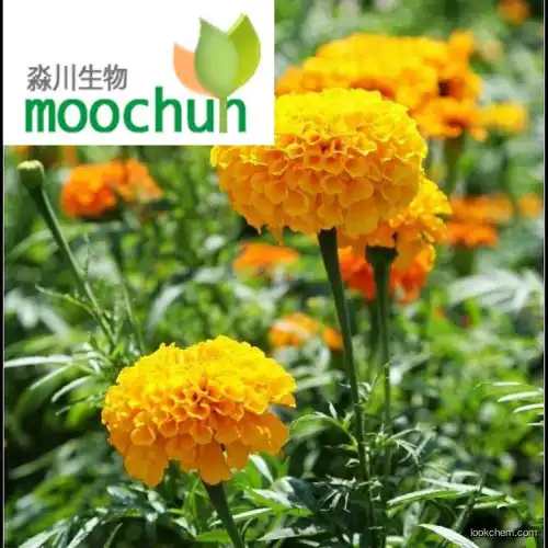 Pure Marigold Extract /lutein5%~80%