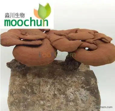 Natural cultivation Ganoderma lucidum extract