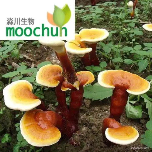 spores of Ganoderma atrum