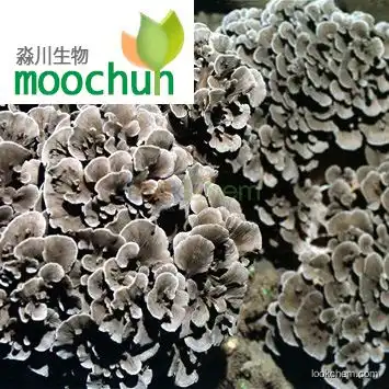 Organic Maitake Mushroom Extract