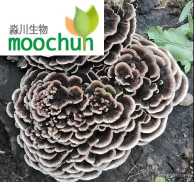 Organic Maitake Fruiting Body Extract